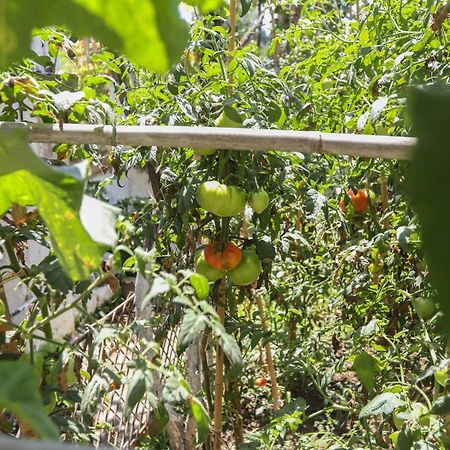 Natasha'S Home بيراما المظهر الخارجي الصورة